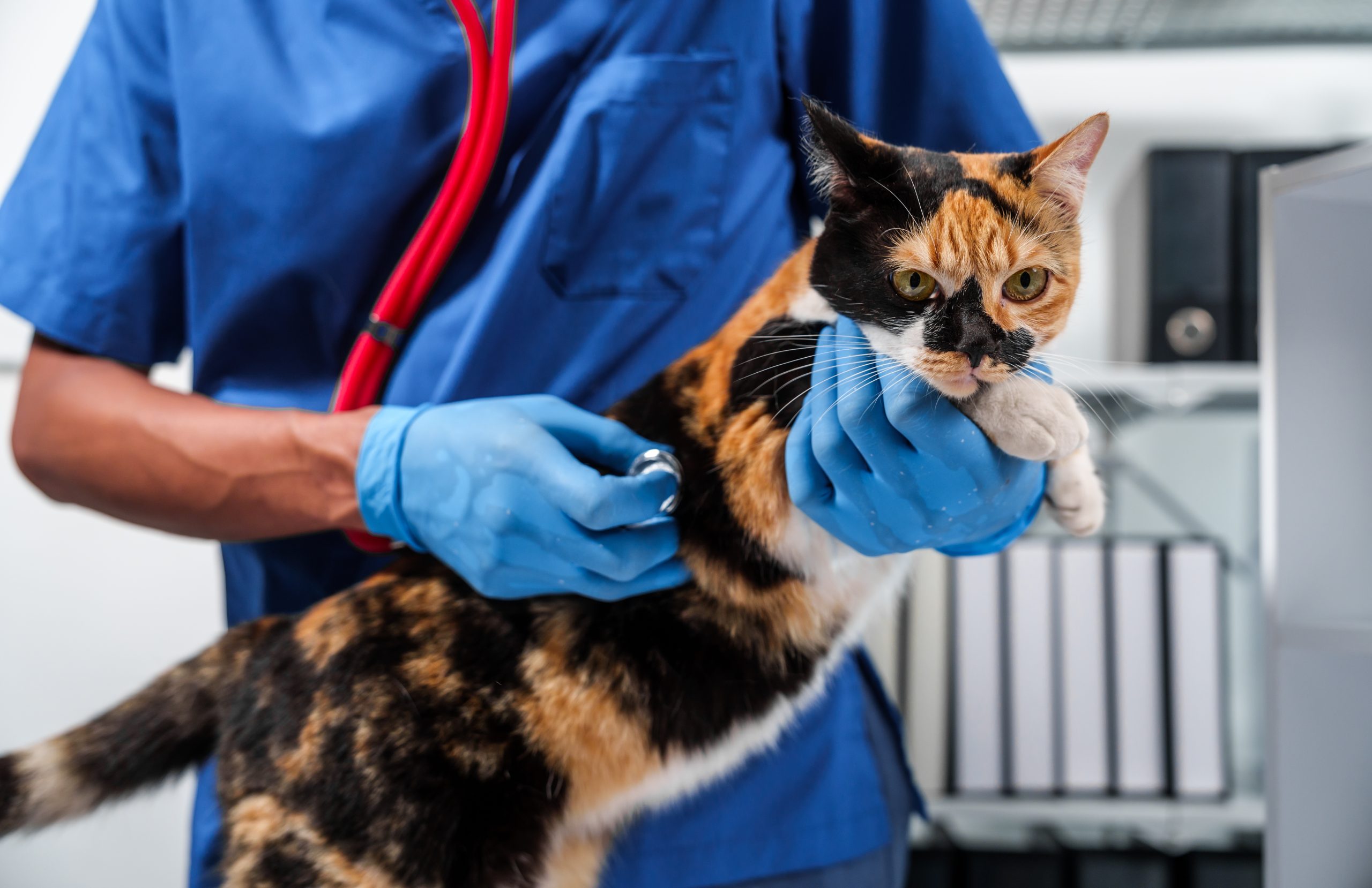 Kelowna vet clinic cat care guide
